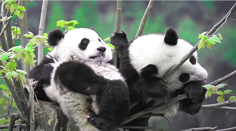 重建生命廊道与生态修复，推进大熊猫栖息地修复